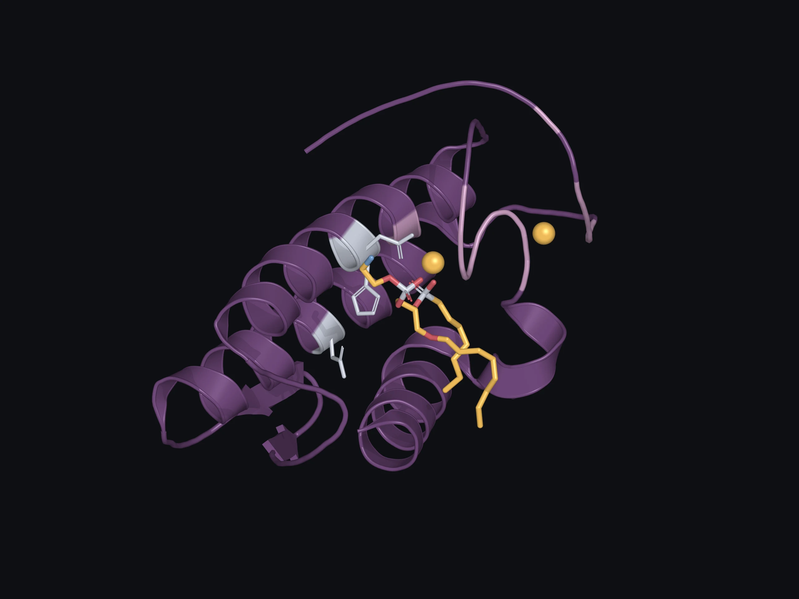 Human group IIA secretory PLA₂ with a bound transition-state analogue and two deposited calcium ions. Nearby histidine and aspartate residues are shown as sticks.